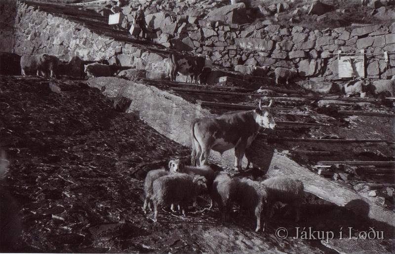 010.jpg - Tað var ikki bara Oksar sum skuldi av stað, seyður oa. skuldi eisini fáast av oynni.